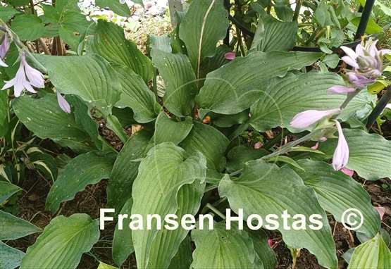 Hosta Atomic Elvis