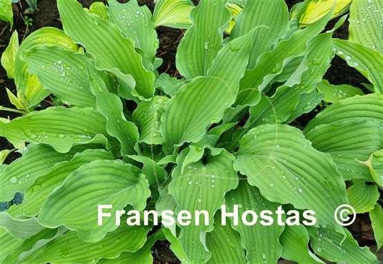 Hosta Atomic Elvis