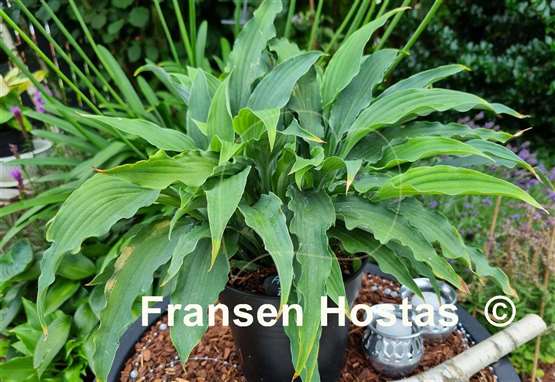 Hosta Atomic Elvis