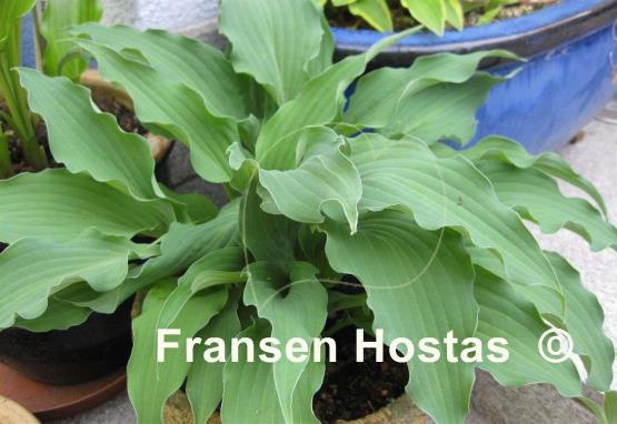 Hosta Atomic Elvis
