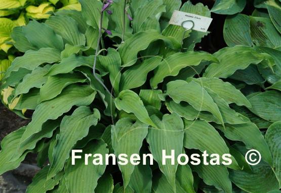 Hosta Atomic Elvis