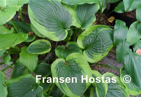 Hosta August Beauty