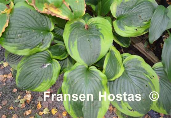 Hosta August Beauty