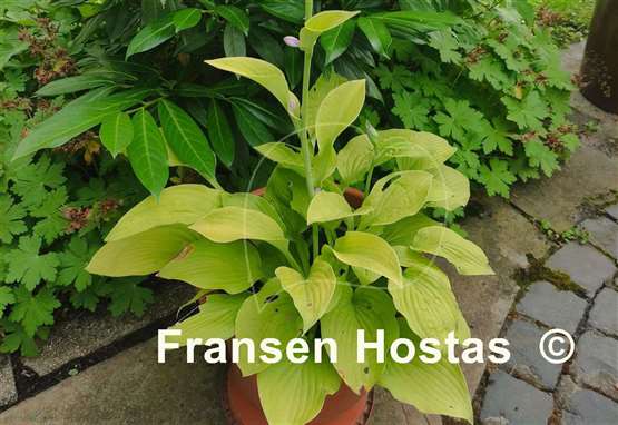 Hosta August Moon