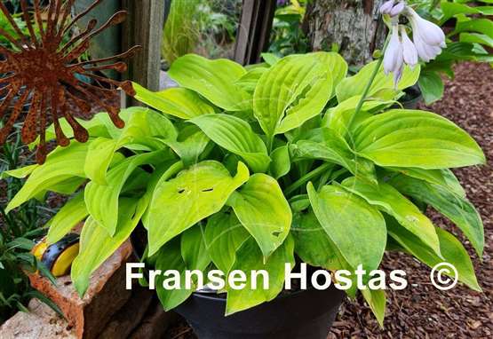 Hosta August Moon