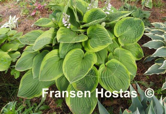 Hosta August Beauty