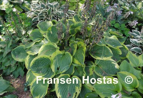 Hosta August Beauty