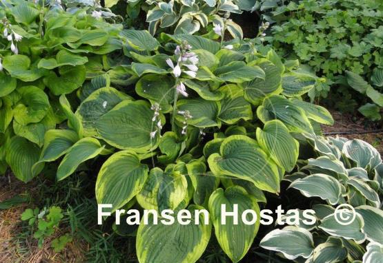 Hosta August Beauty