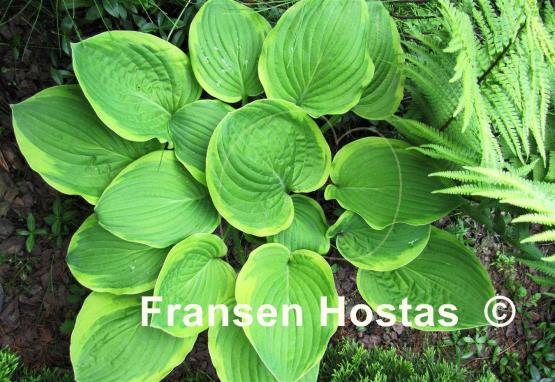Hosta August Beauty