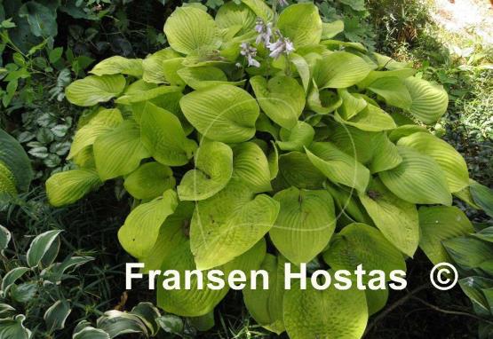 Hosta August Moon