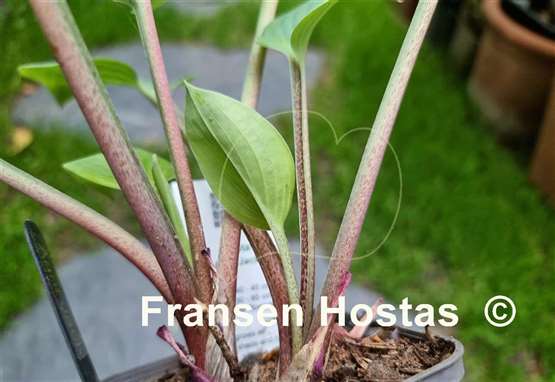 Hosta Aunt Jack