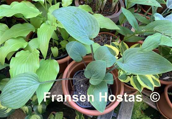 Hosta Aunt Jack