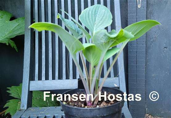 Hosta Aunt Jack