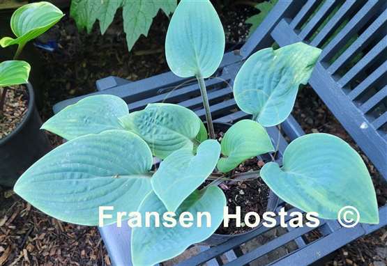 Hosta Aunt Jack