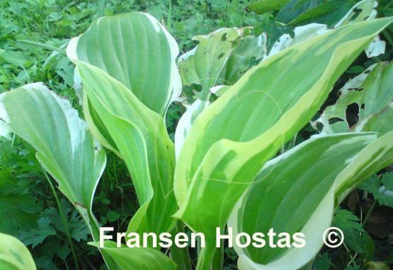 Hosta Austin Dickinson