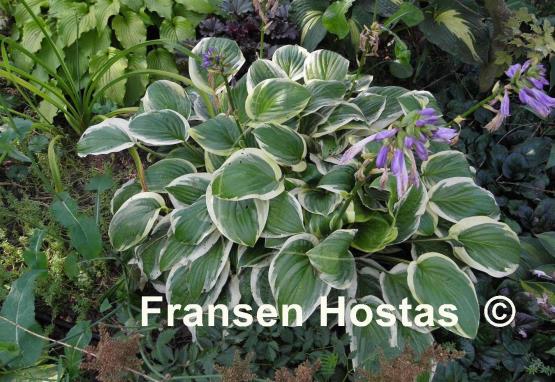 Hosta Austin Dickinson