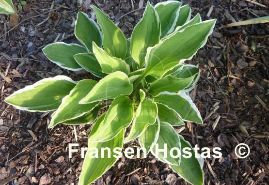 Hosta Austin Dickinson