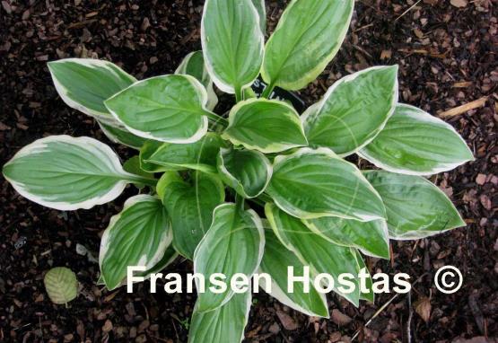 Hosta Austin Dickinson