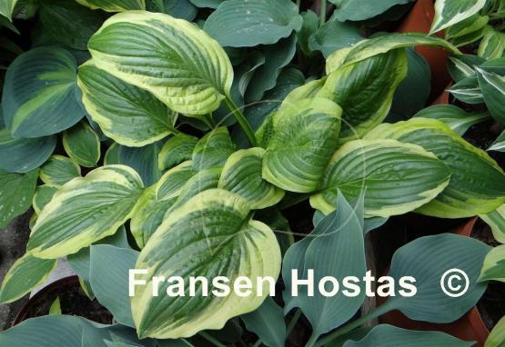 Hosta Austin Dickinson