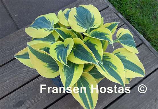 Hosta Autumn Frost