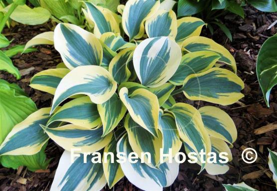 Hosta Autumn Frost