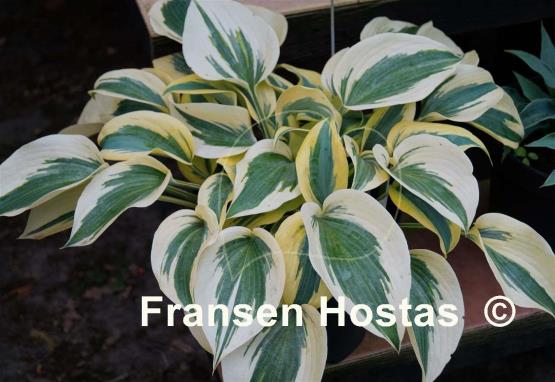 Hosta Autumn Frost