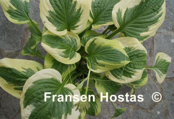 Hosta Avalanche