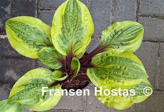 Hosta Avocado Toast