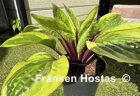 Hosta Avocado Toast