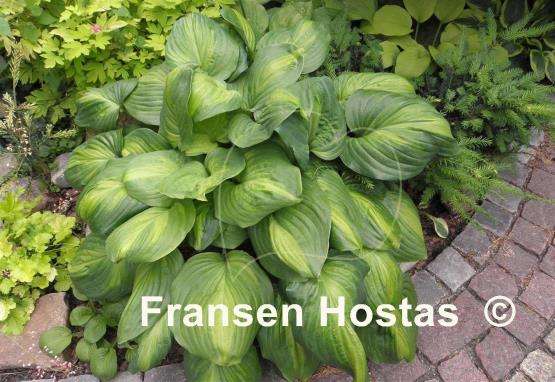 Hosta Avocado