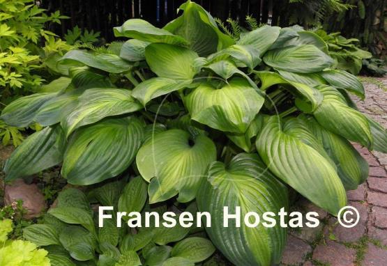 Hosta Avocado