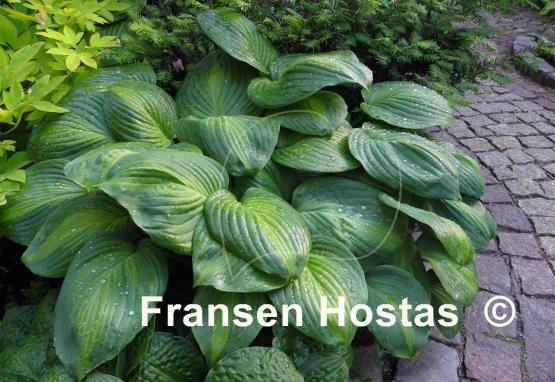 Hosta Avocado