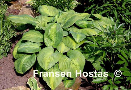 Hosta Avocado