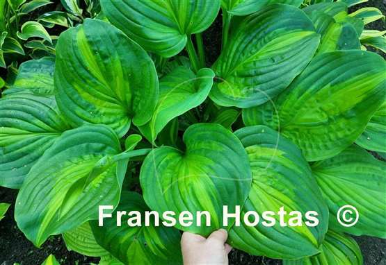 Hosta Avocado