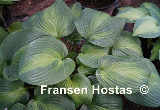 Hosta Avocado