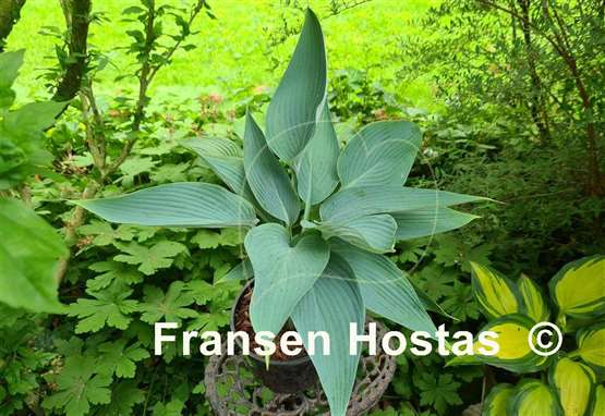 Hosta Awakening Angel