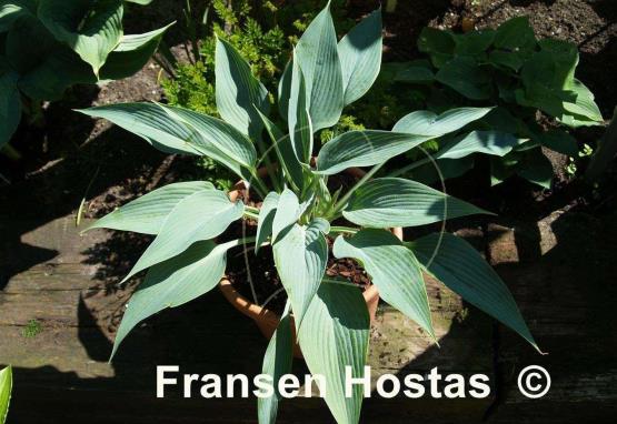 Hosta Awakening Angel