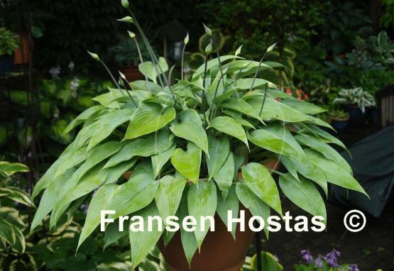 Hosta Awakening Angel