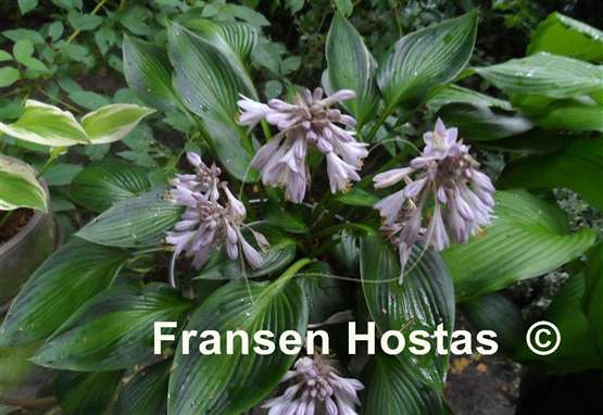 Hosta Ayesha