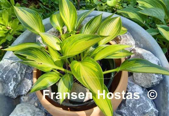 Hosta Ayesha