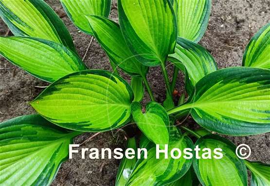Hosta Ayesha
