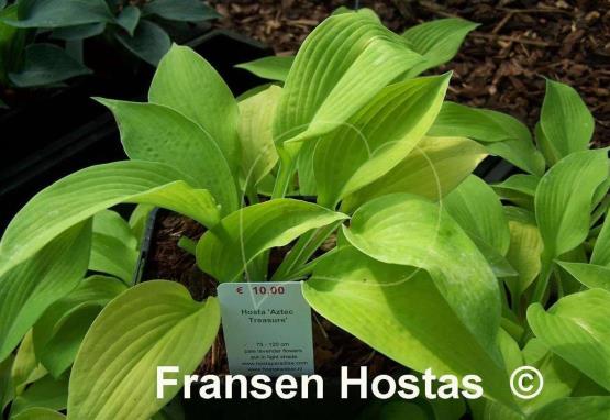 Hosta Aztec Treasure