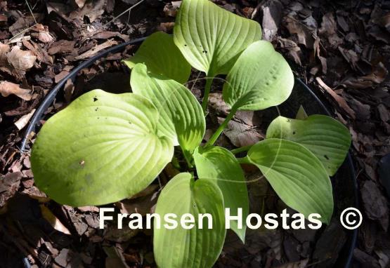 Hosta Aztec Treasure