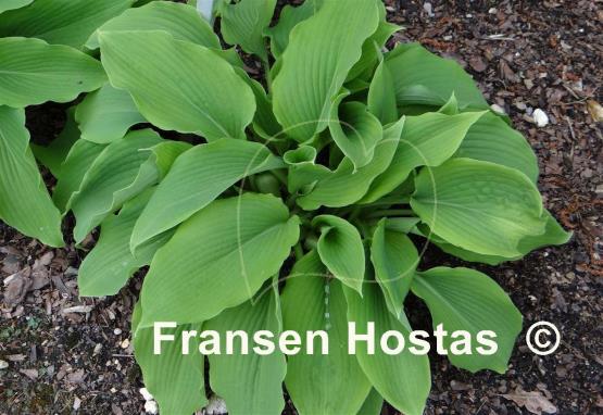 Hosta Azure Snow