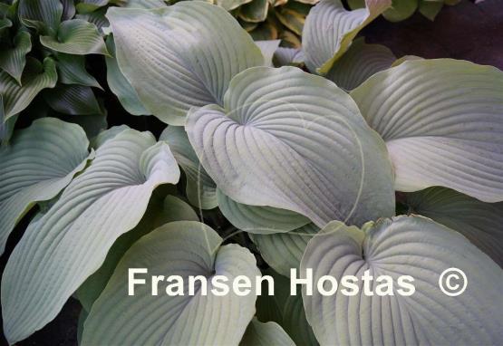 Hosta Azure Snow