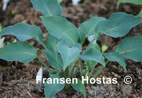 Hosta Azuretini