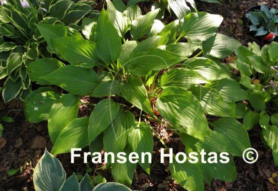 Hosta aequinoctiiantha