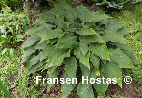 Hosta aequinoctiiantha