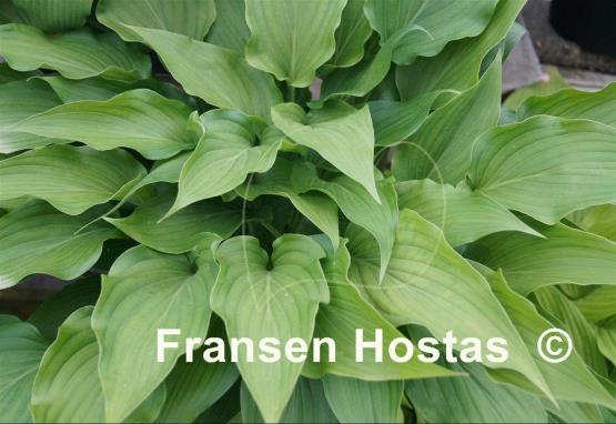 Hosta aequinoctiiantha