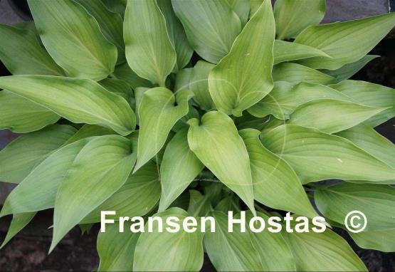 Hosta aequinoctiiantha